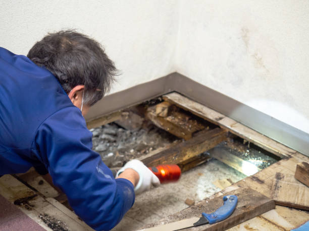 Best Crawl Space Mold Removal  in China, TX