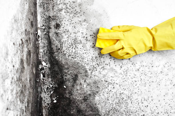 Best Mold Cleaning Services  in China, TX