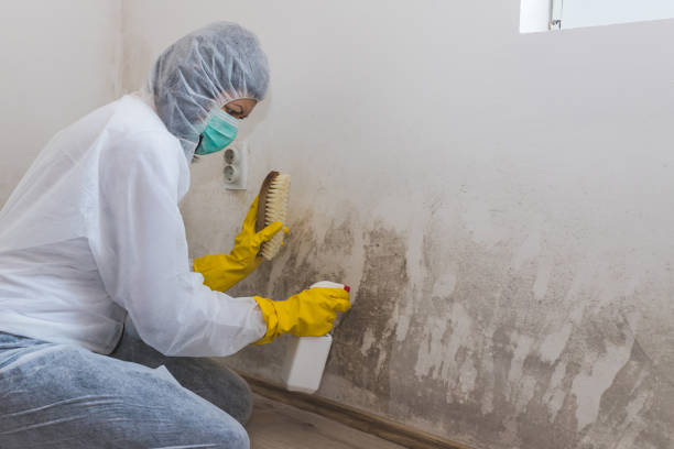 China, TX Mold Removal Company